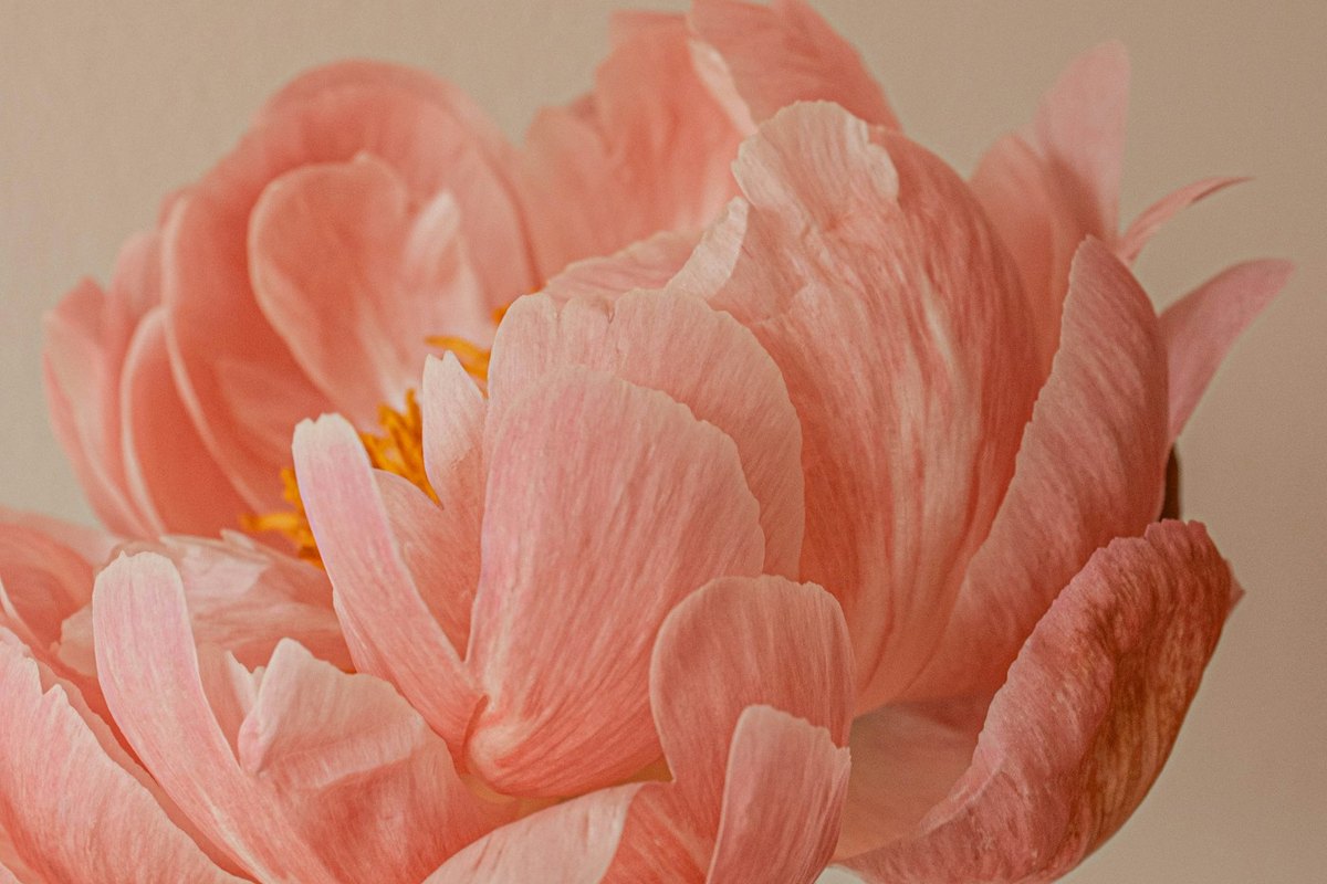 Combined Labiaplasty & Hoodplasty: The Harmonious Approach