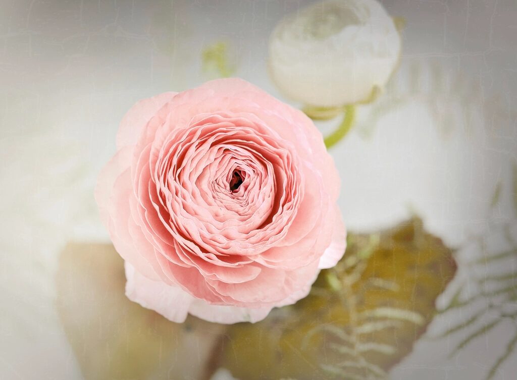 Is Labiaplasty Painful? Honest Answers